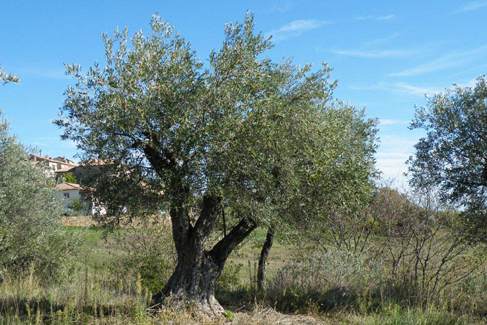 Vieil olivier
